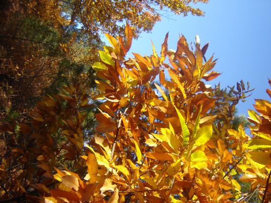 Le début de l'automne