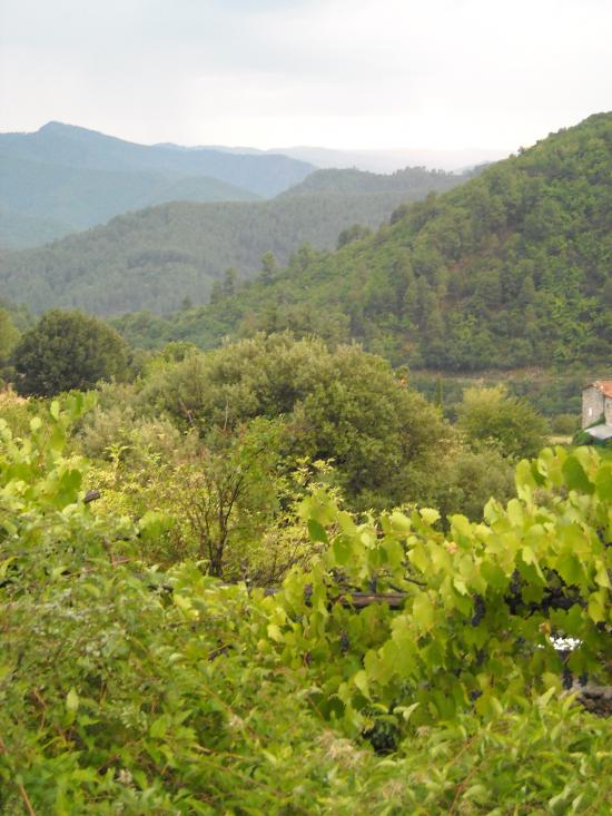 Cévennes- été 2009