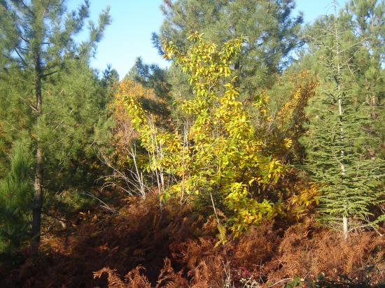 Le début de l'automne