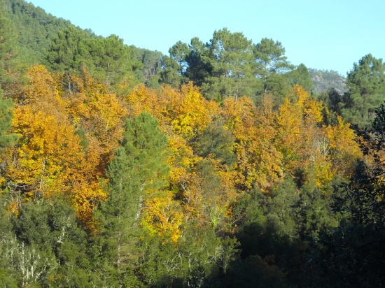 automne 2009