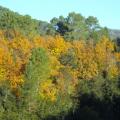 automne 2009