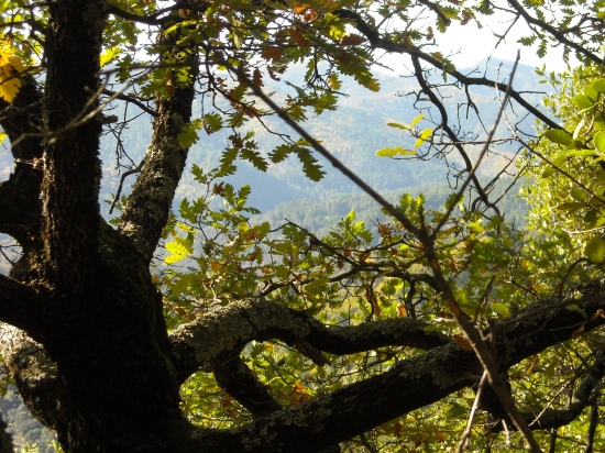 automne 2009