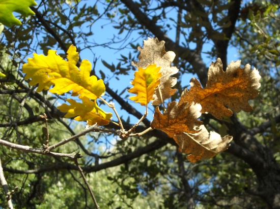 automne 2009
