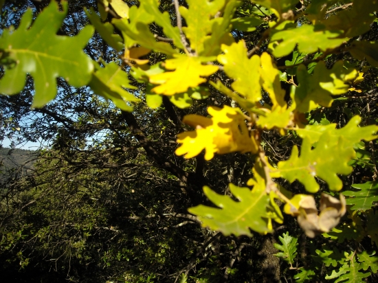 automne 2009