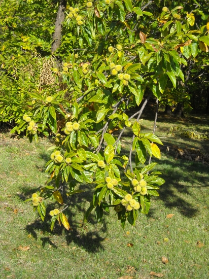 automne 2009