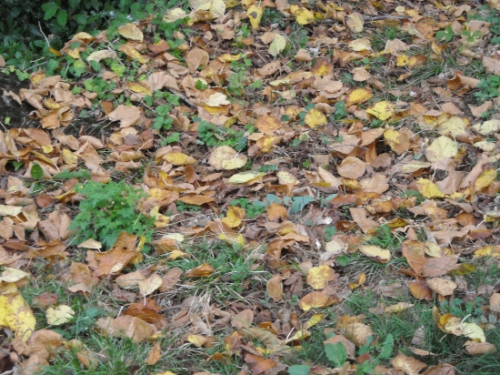 automne 2009