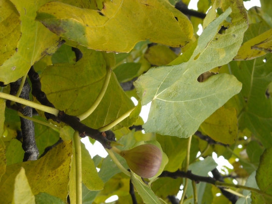 automne 2009
