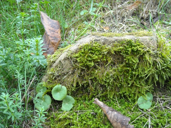 automne 2009