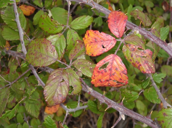 automne 2009