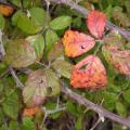 automne 2009