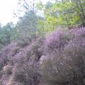 automne 2009