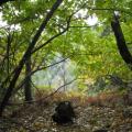 automne 2009