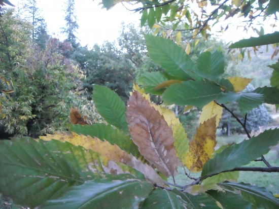 automne 2009