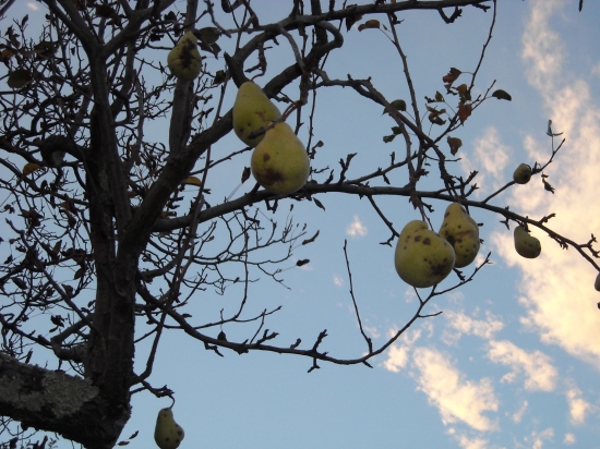 automne 2009