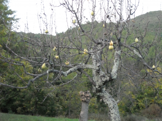 automne 2009