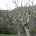 automne 2009
