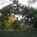 automne 2009