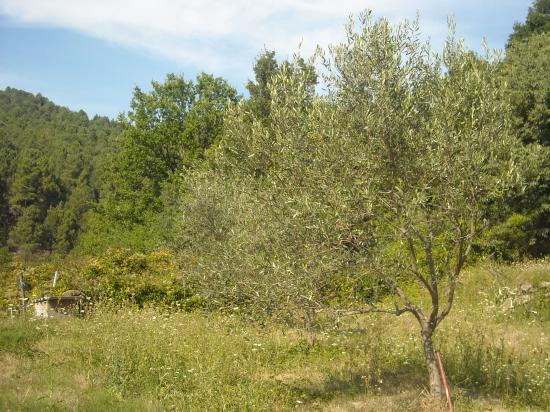 Le jardin du papé