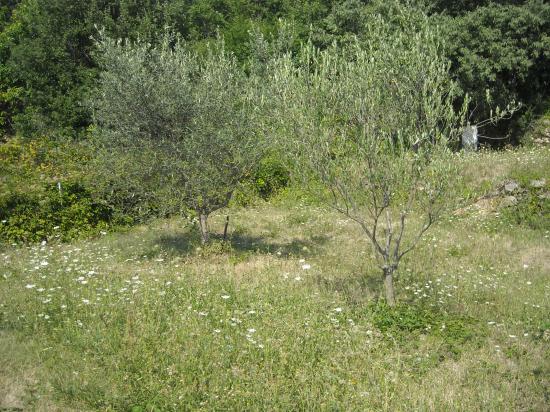 Le jardin du papé