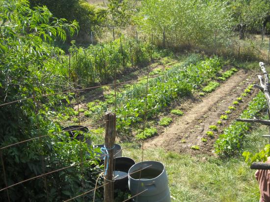 Le jardin du papé