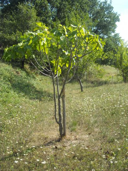 Le jardin du papé