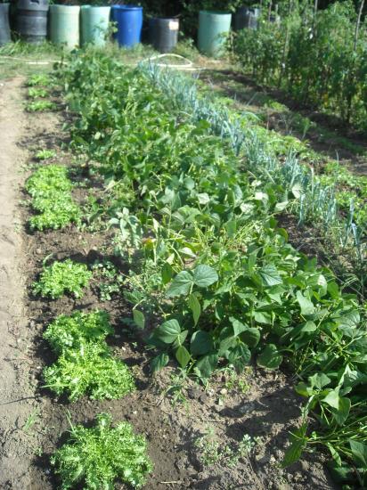 Le jardin du papé