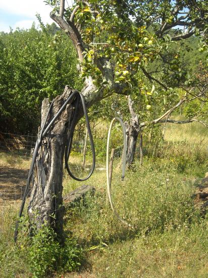 Le jardin du papé