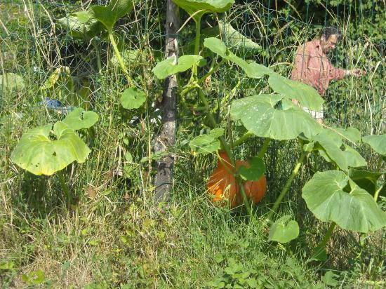 Le jardin du papé