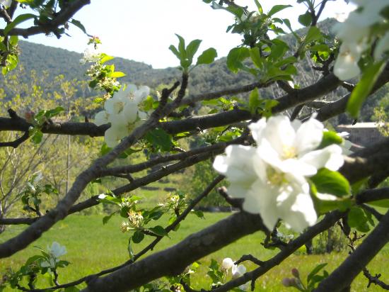 printemps 2011