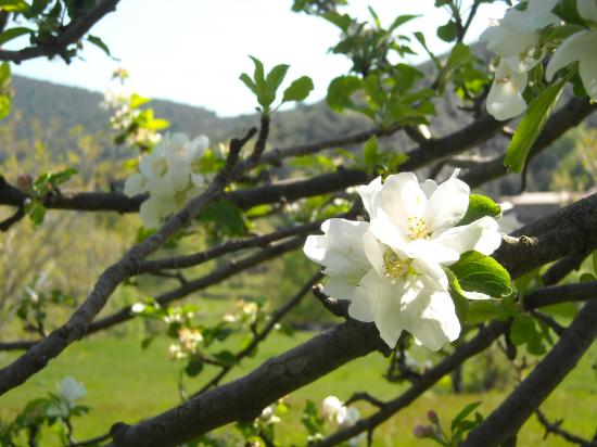 printemps 2011