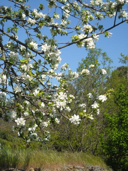 printemps 2011
