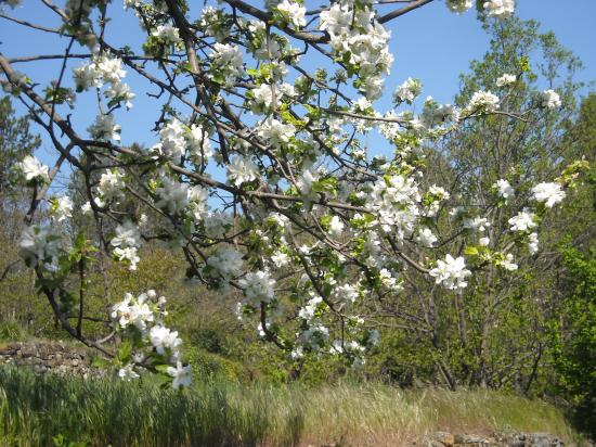 printemps 2011