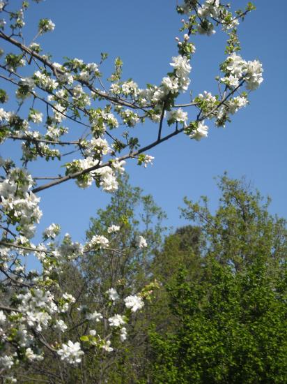 printemps 2011