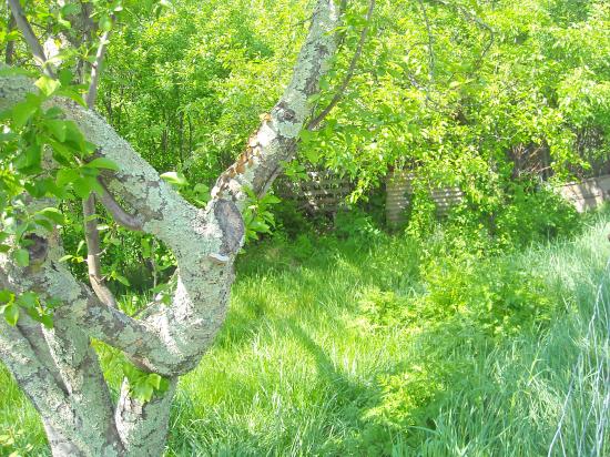 printemps 2011
