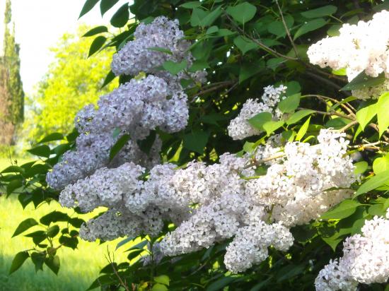 printemps 2011